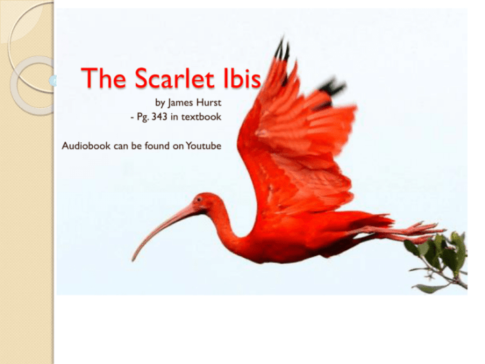 Questions for the scarlet ibis