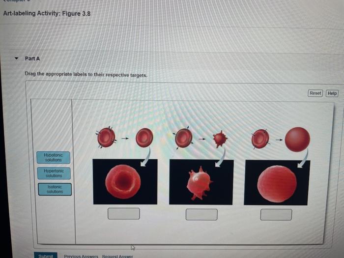 Art labeling activity figure 12.28 a