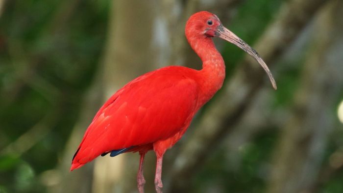 Questions for the scarlet ibis