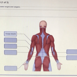 Art labeling activity figure 12.28 a