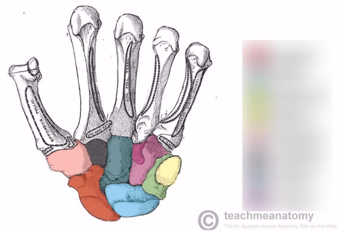 Some lovers try positions that they can't handle carpal bones