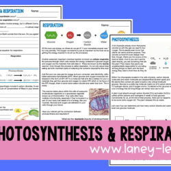 Photosynthesis and respiration worksheet answers