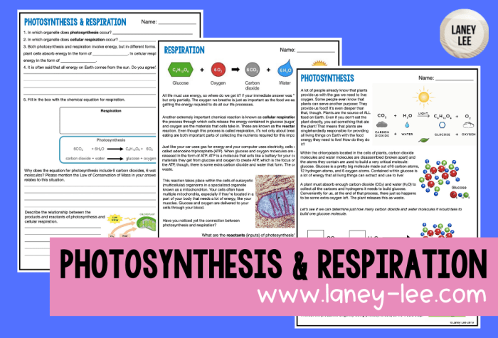 Photosynthesis and respiration worksheet answers