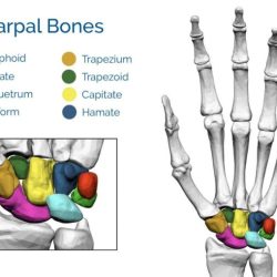 Positions hand bones break lovers handle try they some process gomerblog