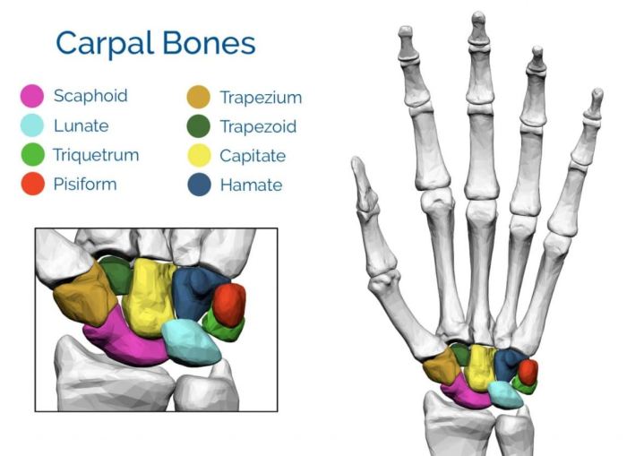 Positions hand bones break lovers handle try they some process gomerblog